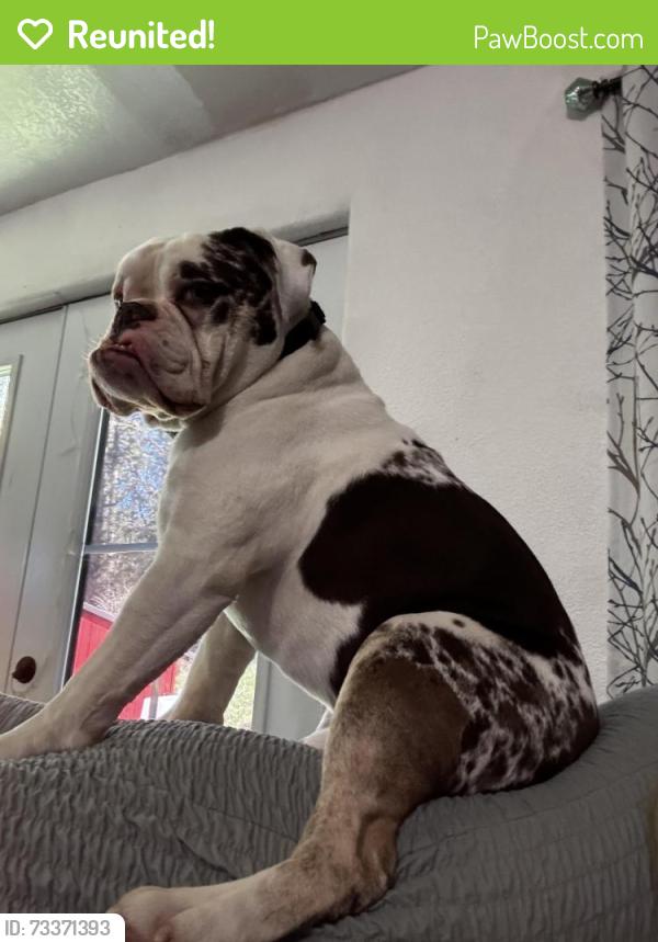 Reunited Male Dog last seen Walnut hill, Yamhill County, OR 97101