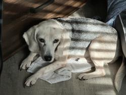 Reunited Female Dog last seen Orchard, Saint Johns, FL 32259