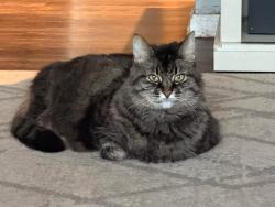 Lost Female Cat last seen Barker and 11th - Turtle Creek Nieghborhood, Greenacres, WA 99016