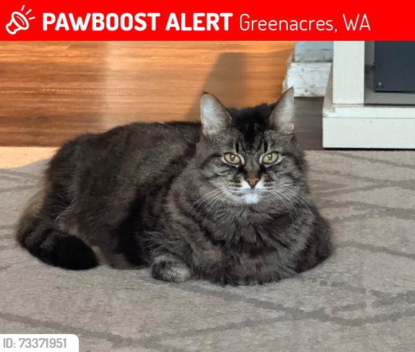 Lost Female Cat last seen Barker and 11th - Turtle Creek Nieghborhood, Greenacres, WA 99016