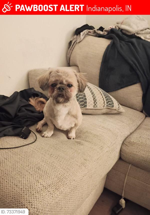 Lost Male Dog last seen Near Biscayne Rd, Indianapolis, IN 46226