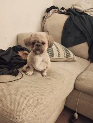 Lost Male Dog last seen Near Biscayne Rd, Indianapolis, IN 46226