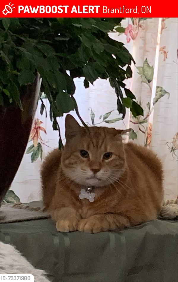 Lost Male Cat last seen henrietta st . and william st, Brantford, ON 