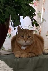 Lost Male Cat last seen henrietta st . and william st, Brantford, ON 