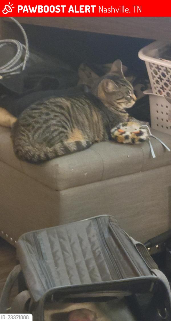 Lost Female Cat last seen We are on the very corner of blue ridge dr, Nashville, TN 37207