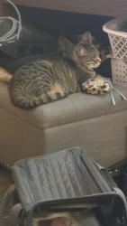 Lost Female Cat last seen We are on the very corner of blue ridge dr, Nashville, TN 37207
