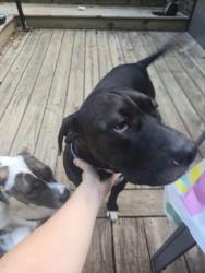 Reunited Male Dog last seen Forest Lake Dr. off Mt. Gallant Rd. Rock Hill, Rock Hill, SC 29732