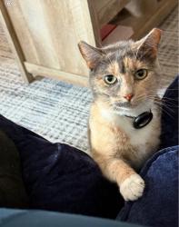 Lost Female Cat last seen 32nd street between 31st ave and broadway, Queens, NY 11106