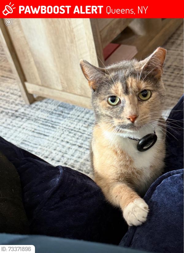 Lost Female Cat last seen 32nd street between 31st ave and broadway, Queens, NY 11106