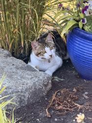 Reunited Male Cat last seen N Whitman, Tacoma, WA 98407