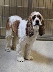 Shelter Stray Male Dog last seen Apt 212,2700 Shimmons Road, AUBURN HILLS, MI, 48326, 1200 N Telegraph Building 42E, Pontiac, MI 48340, USA