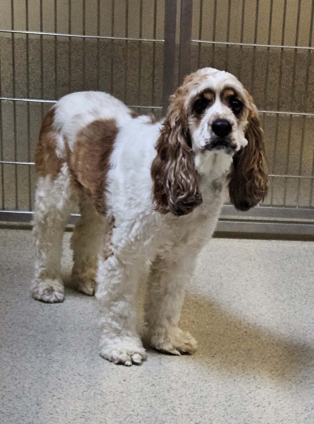 Shelter Stray Male Dog last seen Apt 212,2700 Shimmons Road, AUBURN HILLS, MI, 48326, 1200 N Telegraph Building 42E, Pontiac, MI 48340, USA