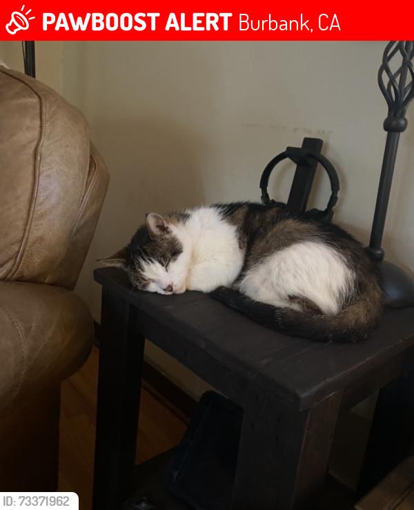 Lost Male Cat last seen Avon St, Burbank, Burbank, CA 91505