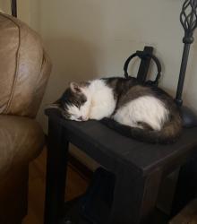 Lost Male Cat last seen Avon St, Burbank, Burbank, CA 91505
