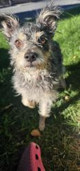 Reunited Male Dog last seen Between Bartave and orchard lane, Antioch, CA 94509