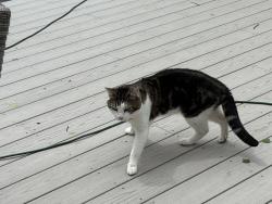 Lost Male Cat last seen Baldwin road Billerica, Billerica, MA 01821