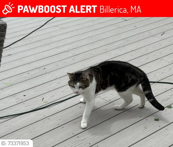 Lost Male Cat last seen Baldwin road Billerica, Billerica, MA 01821