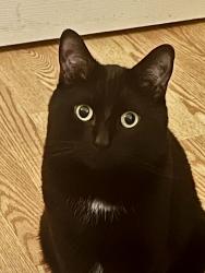 Lost Male Cat last seen Bedford Park, Kendall Park, NJ, South Brunswick Township, NJ 08824