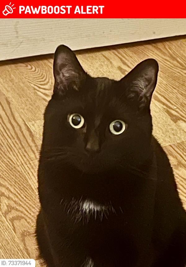 Lost Male Cat last seen Bedford Park, Kendall Park, NJ, South Brunswick Township, NJ 08824