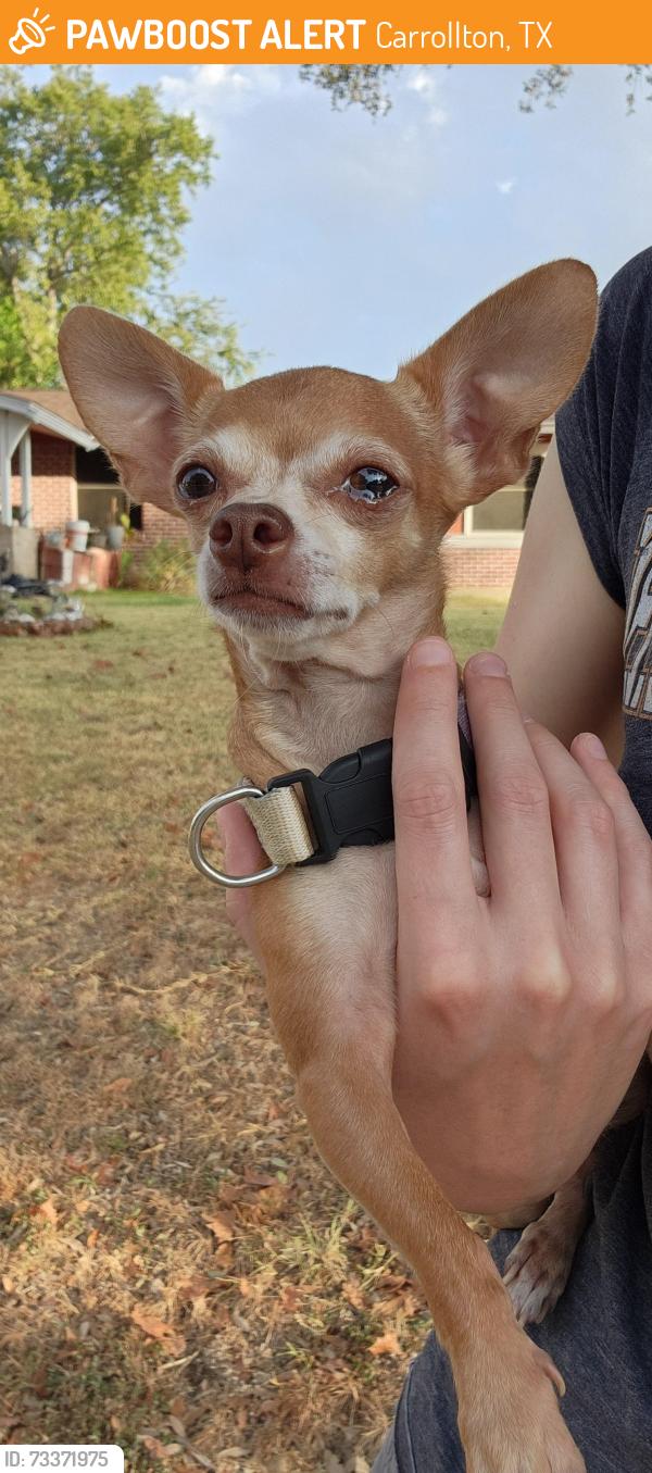 Found/Stray Female Dog last seen Burning Tree Ln, Perry - Carrollton, Carrollton, TX 75006
