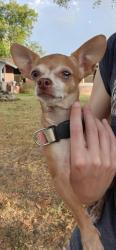 Found/Stray Female Dog last seen Burning Tree Ln, Perry - Carrollton, Carrollton, TX 75006