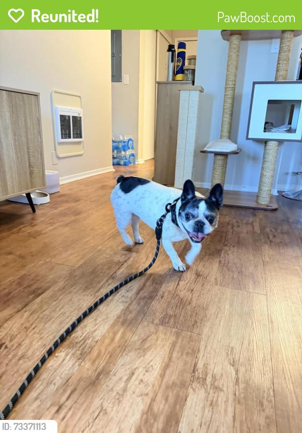 Reunited Unknown Dog last seen Near Berkeley Avenue Menlo Park, Menlo Park, CA 94025