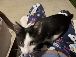 Lost Male Cat last seen Meadow Green CT, Princeton, TX 75407