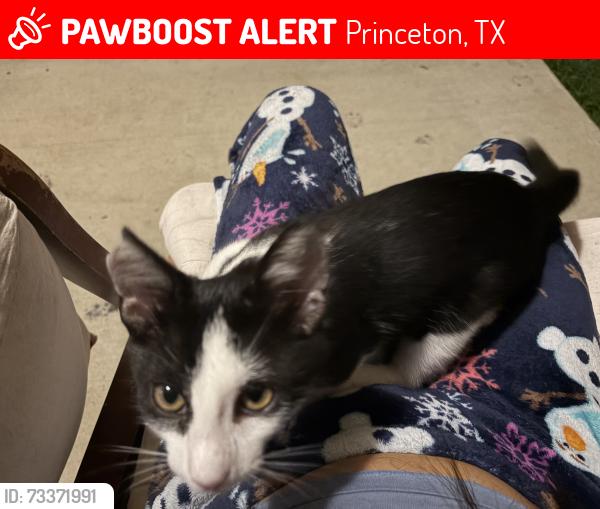 Lost Male Cat last seen Meadow Green CT, Princeton, TX 75407