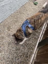 Found/Stray Unknown Dog last seen Near ave and 33a st, Edmonton, AB 