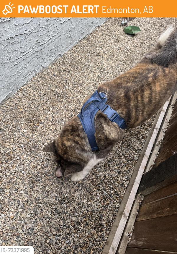 Found/Stray Unknown Dog last seen Near ave and 33a st, Edmonton, AB 