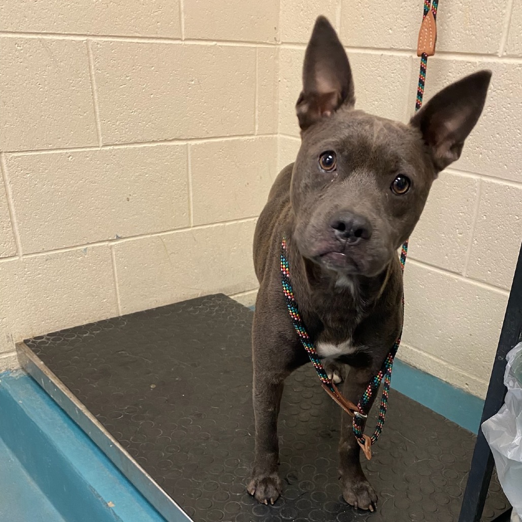 Shelter Stray Male Dog last seen , 2350 Appling City Cove, Memphis, TN 38133, USA