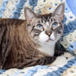 Shelter Stray Male Cat last seen , 3607 N Armenia Ave, Tampa, FL 33607, USA