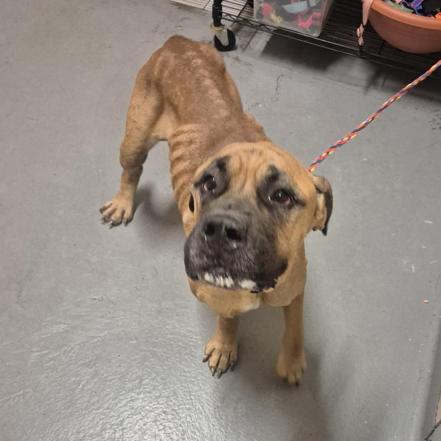 Shelter Stray Female Dog last seen , 2608 Center St, Tacoma, WA 98409, USA