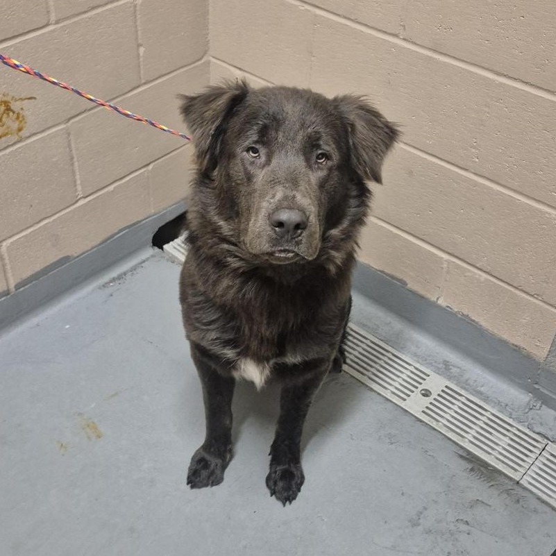 Shelter Stray Male Dog last seen , 2608 Center St, Tacoma, WA 98409, USA