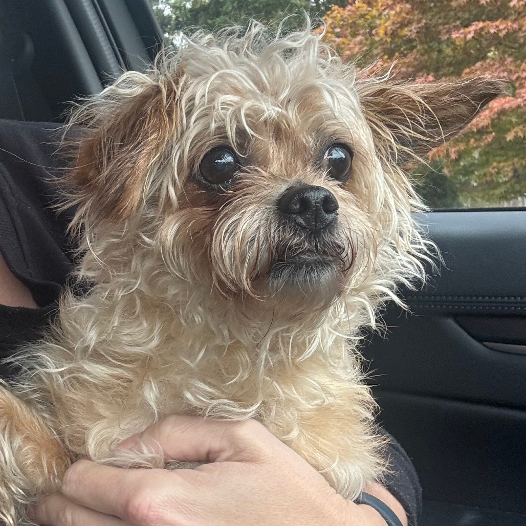 Shelter Stray Female Dog last seen , 2608 Center St, Tacoma, WA 98409, USA