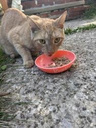 Found/Stray Male Cat last seen Wallingford and princeton, South Euclid, OH 44121