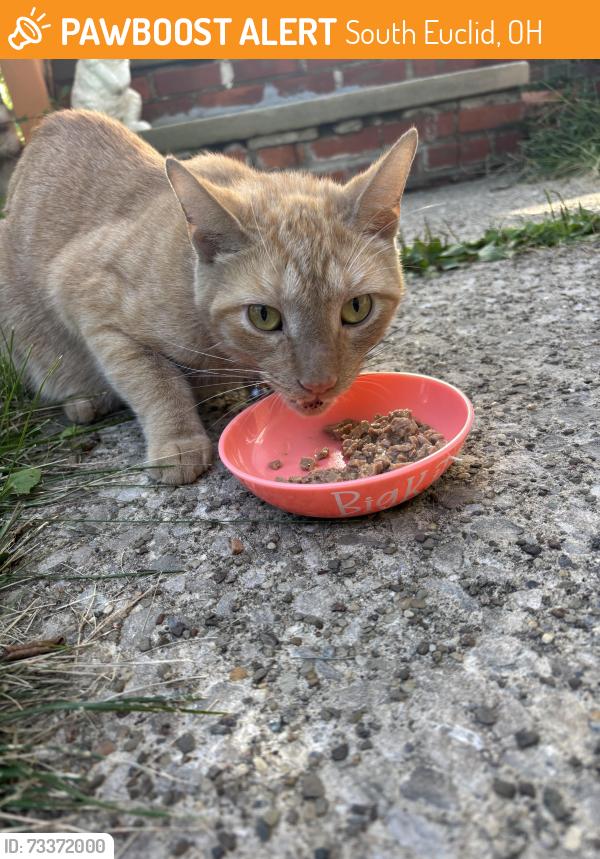 Found/Stray Male Cat last seen Wallingford and princeton, South Euclid, OH 44121