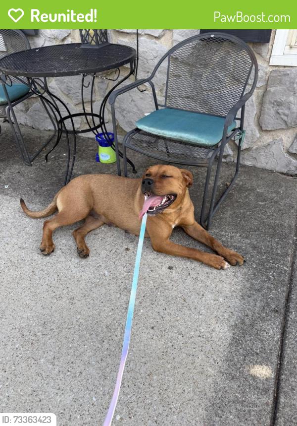 Reunited Female Dog last seen Luckett place, Smyrna, TN 37167