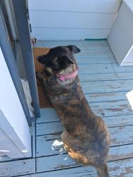 Found/Stray Female Dog last seen blossom and meekland, Hayward, CA 94541