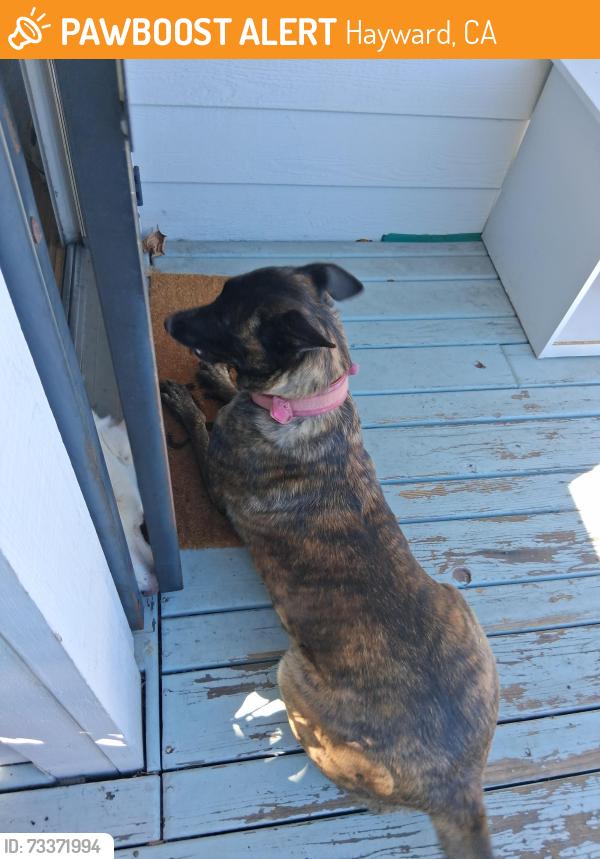 Found/Stray Female Dog last seen blossom and meekland, Hayward, CA 94541