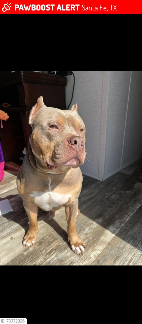 Lost Male Dog last seen santa fe, Santa Fe, TX 77510