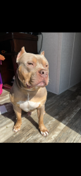 Lost Male Dog last seen santa fe, Santa Fe, TX 77510