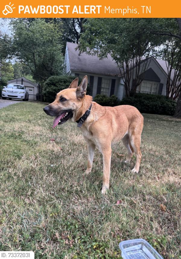 Found/Stray Unknown Dog last seen High point terrace and shirlwood, Memphis, TN 38122