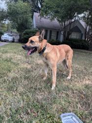 Found/Stray Unknown Dog last seen High point terrace and shirlwood, Memphis, TN 38122