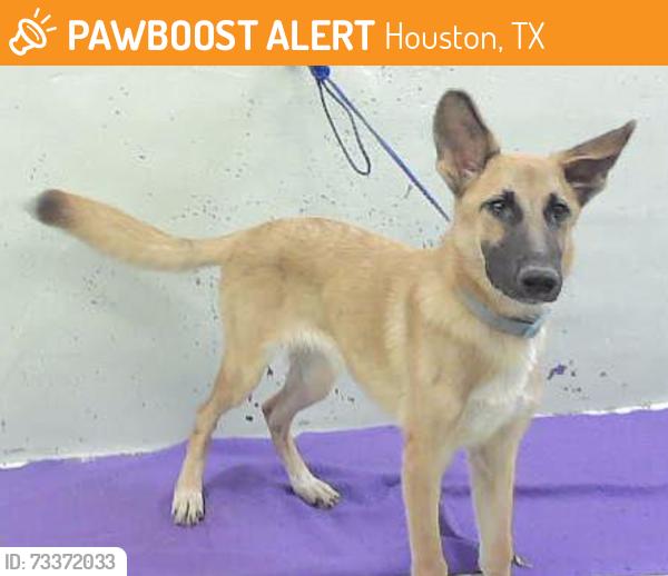 Found/Stray Female Dog last seen Palestine St 77020, Houston, TX 77020
