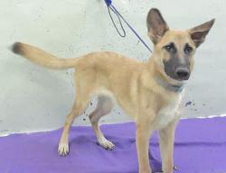 Found/Stray Female Dog last seen Palestine St 77020, Houston, TX 77020