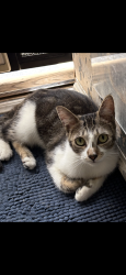 Reunited Female Cat last seen Audrey Place and Silver Ridge, Silverlake, Los Angeles, CA 90039