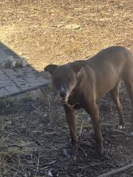 Reunited Female Dog last seen Near magnolia Ave., San Jose, CA 95126