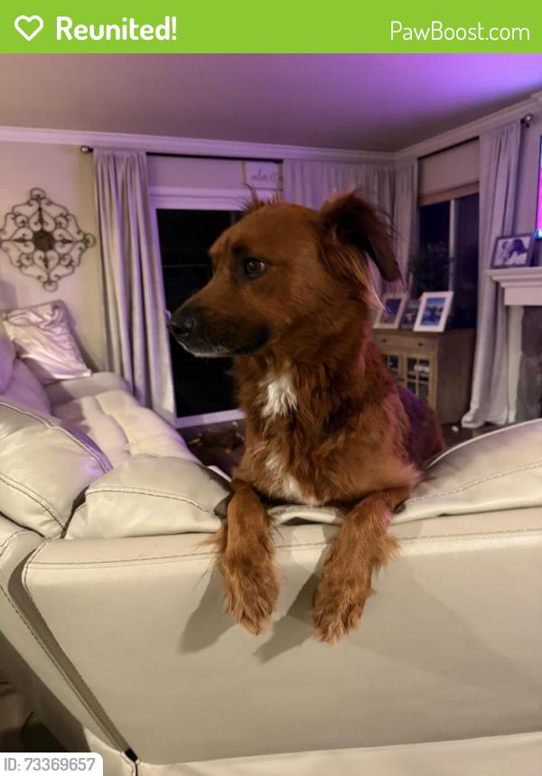 Reunited Female Dog last seen Barrymore and Oviedo, San Diego, CA 92129