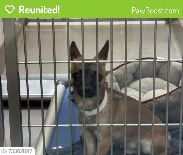 Reunited Male Dog last seen Near curled oak drive, Monument, CO 80132